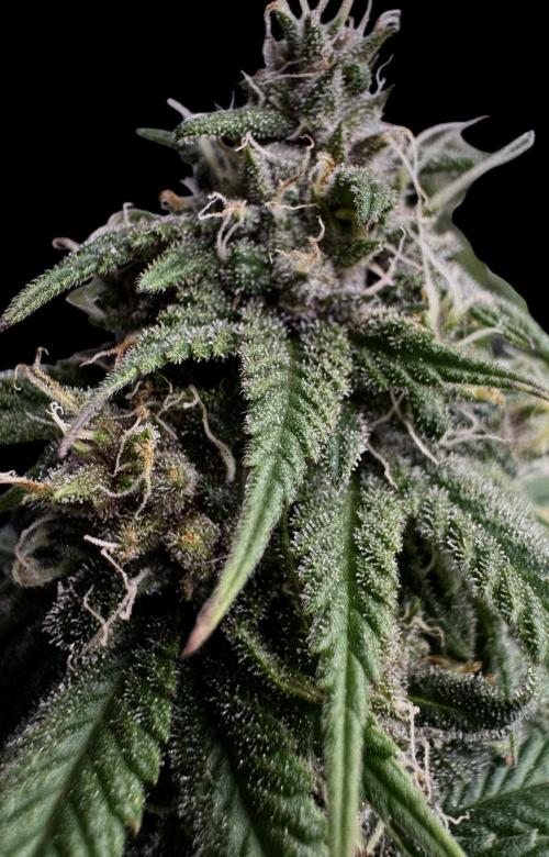 Animal Face. Week 17