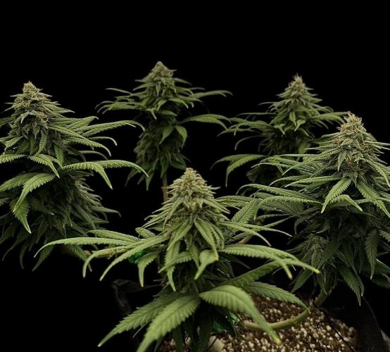 Divine Rapier. Week 14