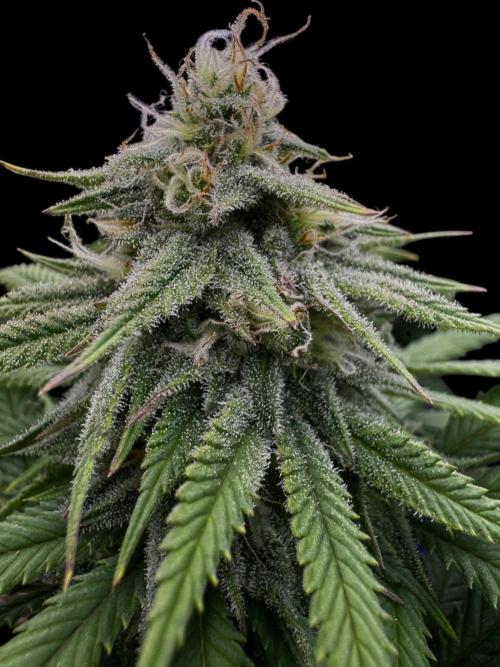 Divine Rapier. Week 14