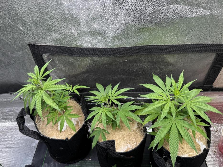 Animal Face Clone. Week 4