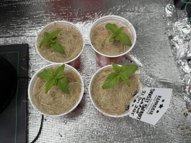 Sunset Sherbet Go Fast. Week 3