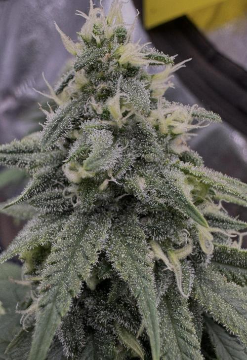 Divine Og Kush Bio. Week 14