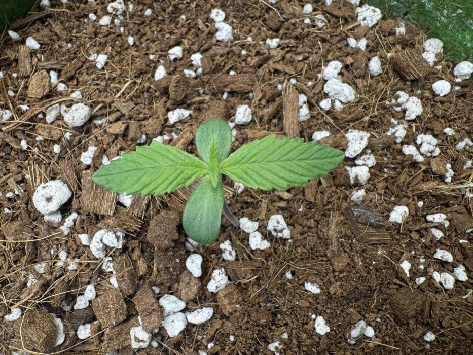 Izi Diesel Génétics Auto. Week 2