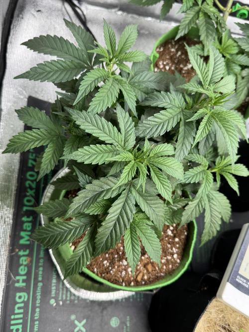 Gorilla Runtz #1. Week 8