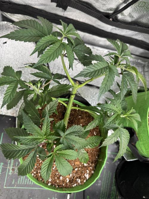 Gorilla Runtz #1. Week 8