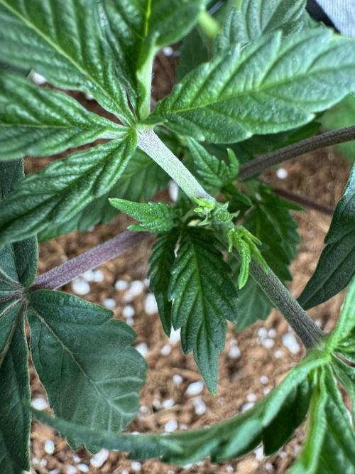 Gorilla Runtz #1. Week 8