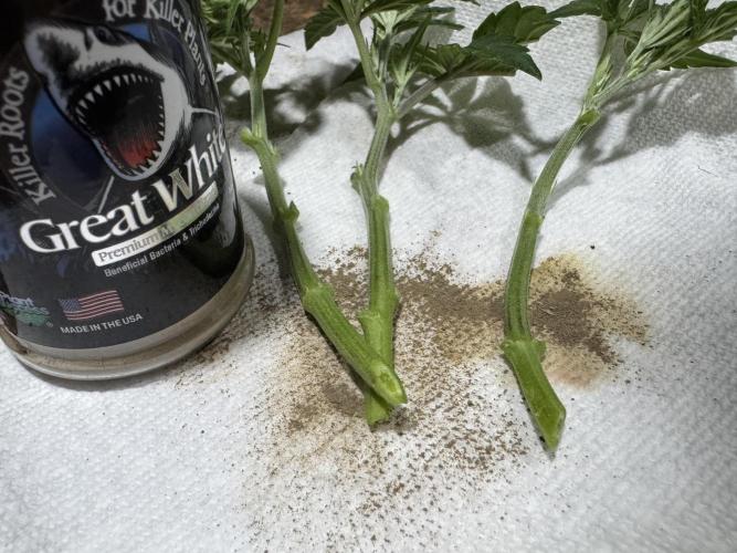 Gorilla Runtz #1. Week 8