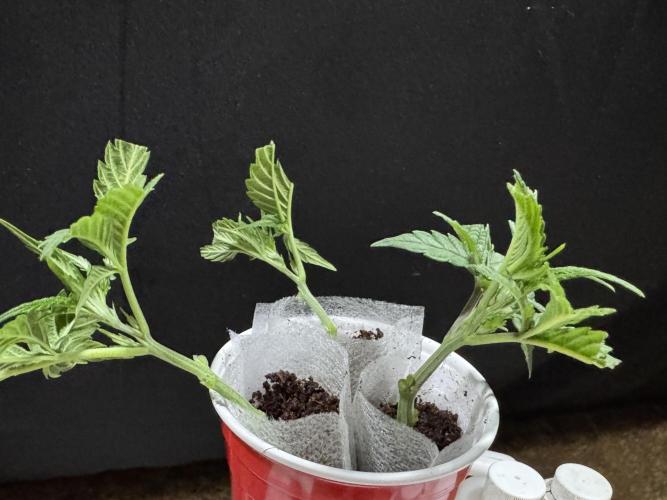 Gorilla Runtz #1. Week 8