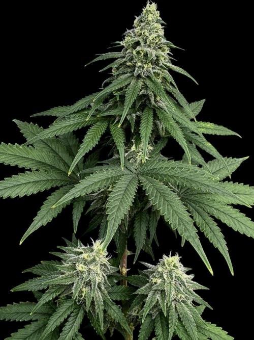 Divine Og Kush Bio. Week 14