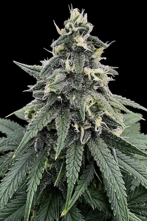 Divine Og Kush Bio. Week 14