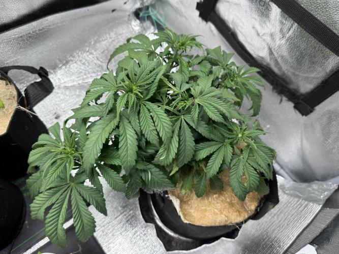 Cherry Punch F1. Week 8