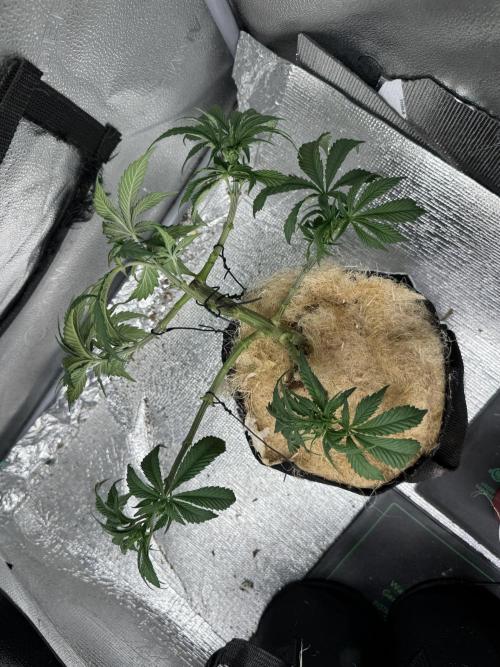 Cherry Punch F1. Week 8