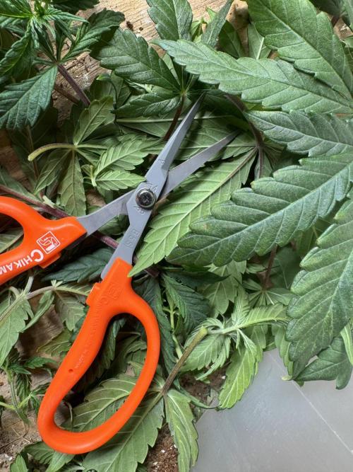 Cherry Punch F1. Week 8