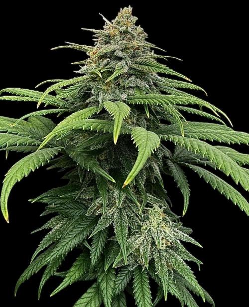 Divine Rapier. Week 14