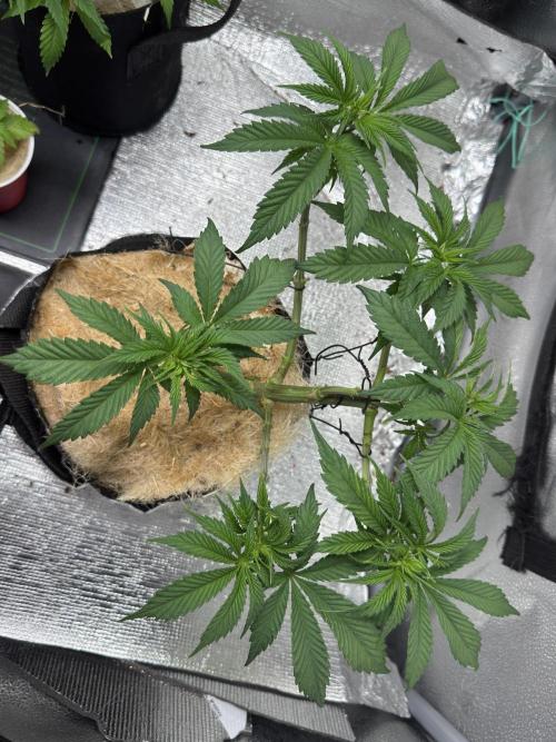 Cherry Punch F1. Week 8