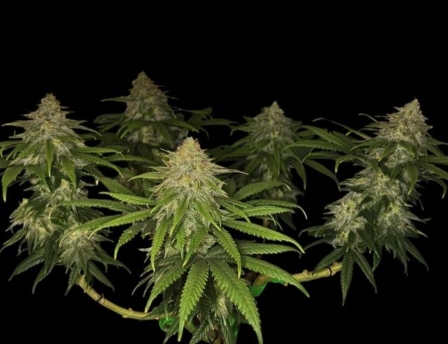 Divine Rapier. Week 15