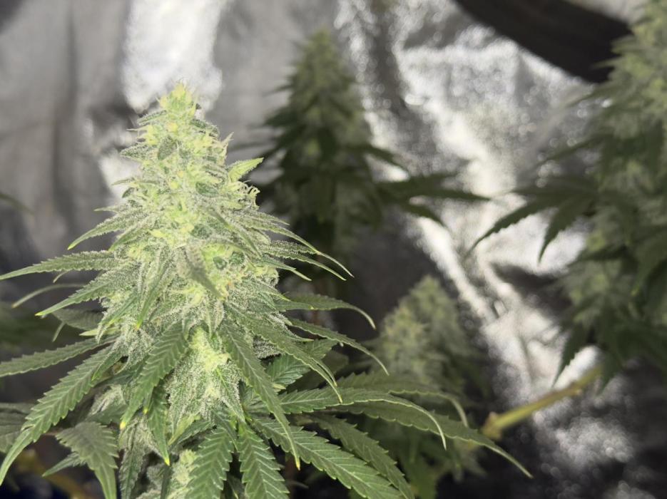 Divine Og Kush Bio. Week 15