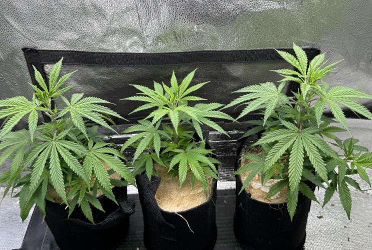 Animal Face Clone. Week 5