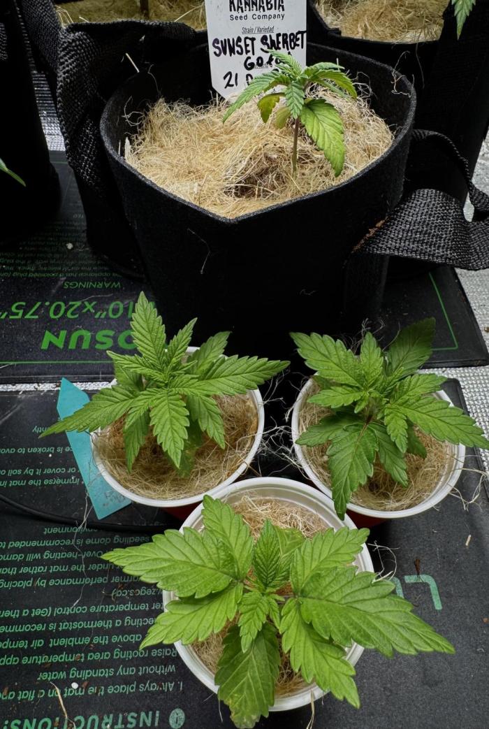 Sunset Sherbet Go Fast. Week 4