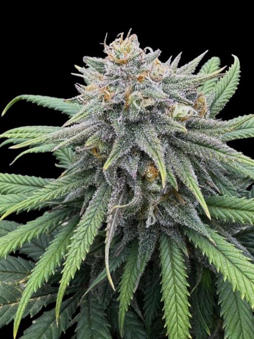 Divine Rapier. Week 15