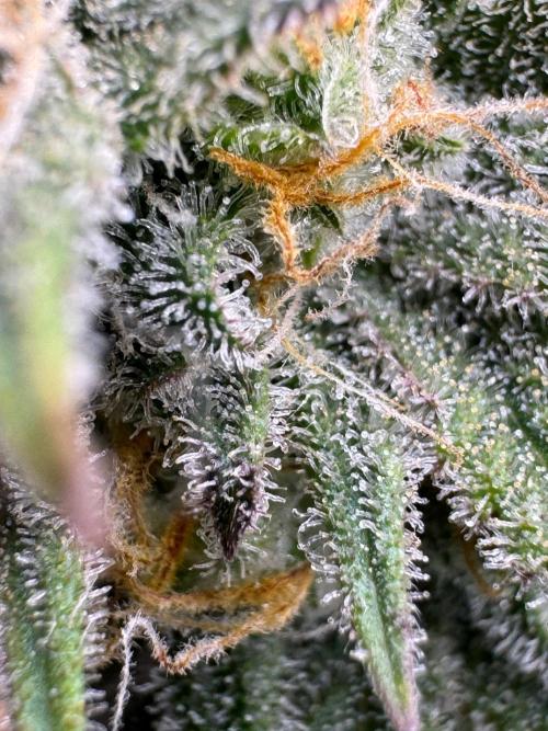 Divine Rapier. Week 15