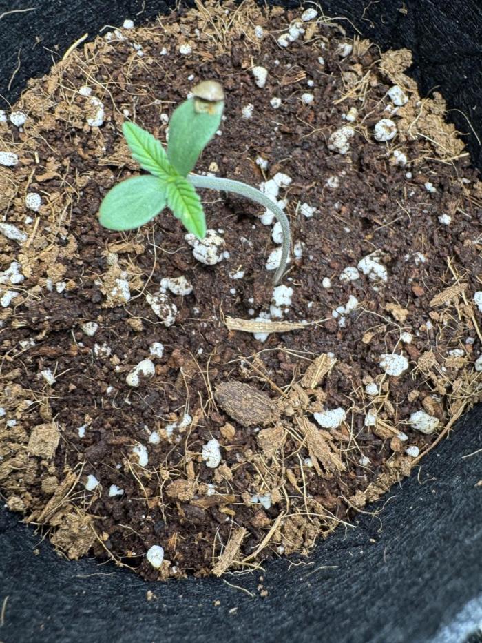 Izi diesel génétique #2. Week 1