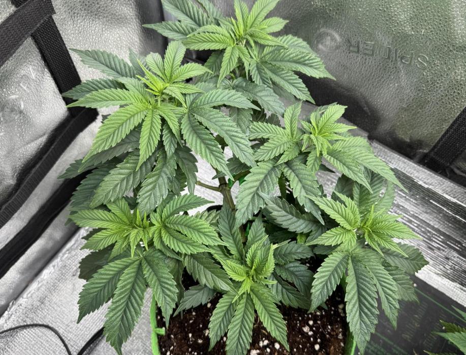 Gorilla runtz #2. Week 9