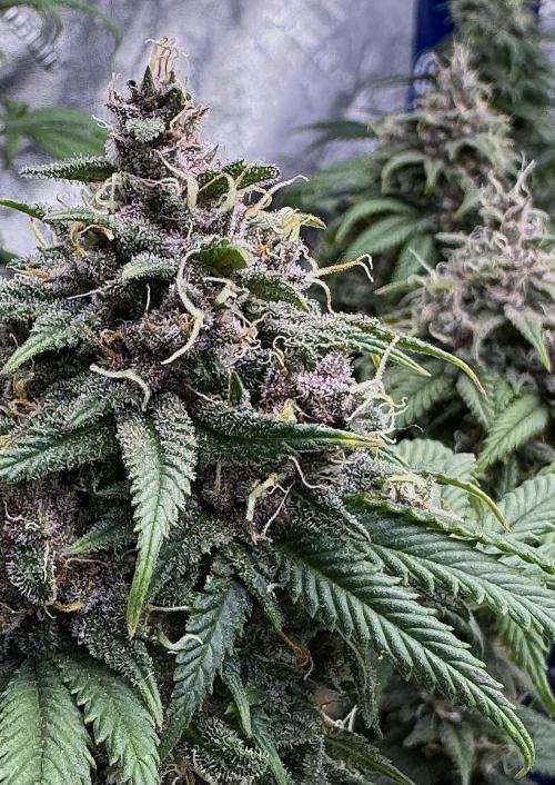 Animal Face. Week 18