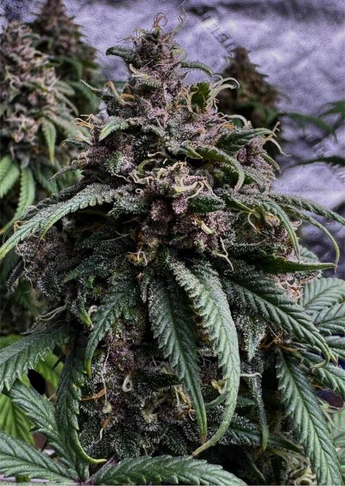 Animal Face. Week 18