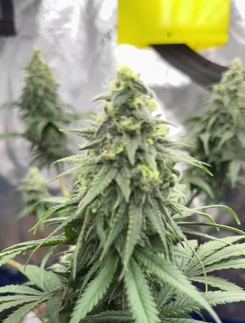 Divine Og Kush Bio