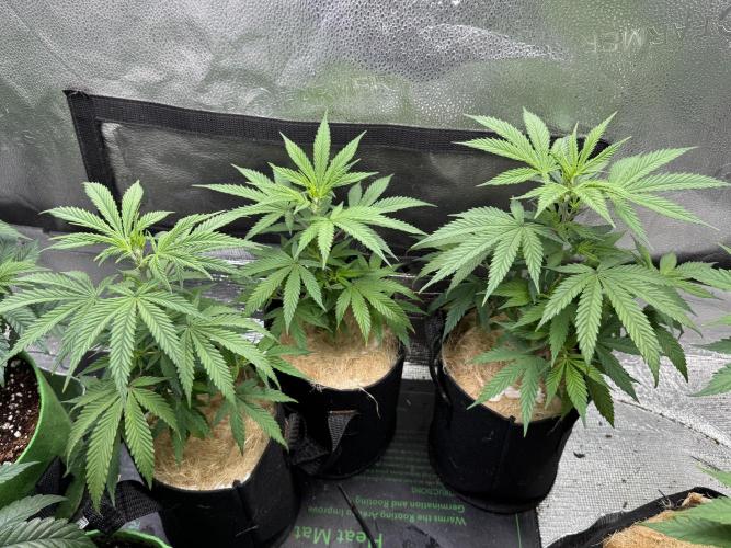 Animal Face Clone. Week 5