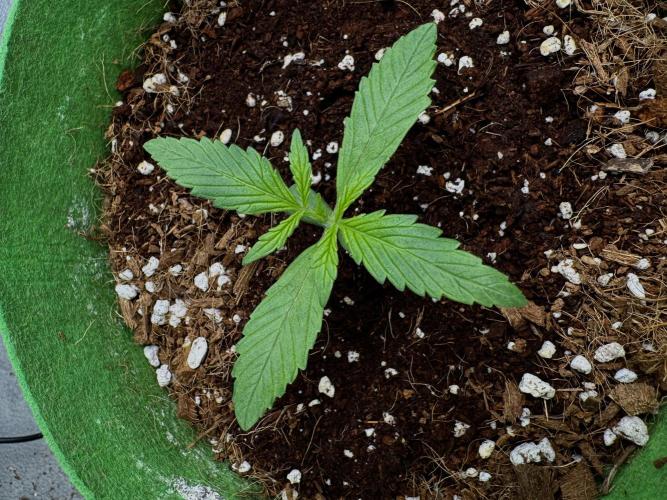 Izi Diesel Génétics Auto. Week 3