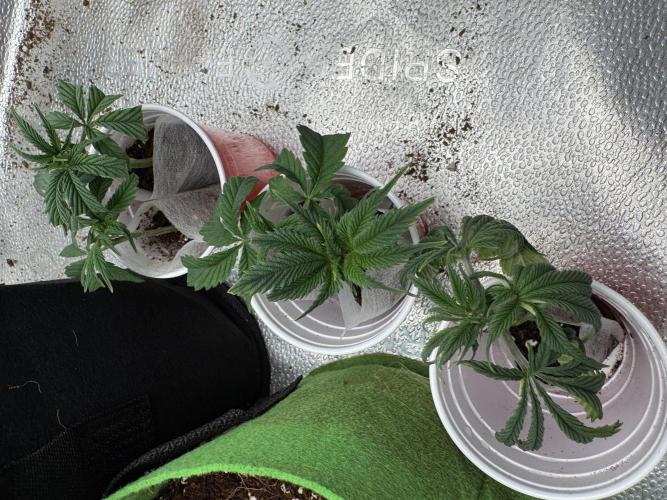 Gorilla Runtz #1. Week 8