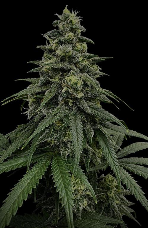 Divine Og Kush Bio. Week 15