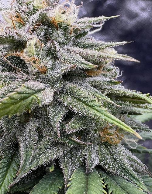 Divine Rapier. Week 15