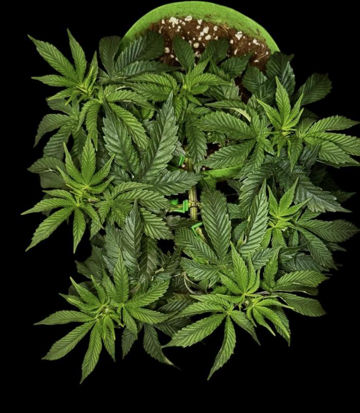 Gorilla runtz #2. Week 10