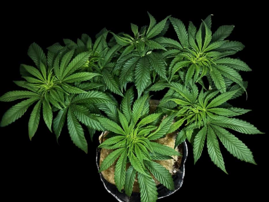 Cherry Punch F1. Week 9