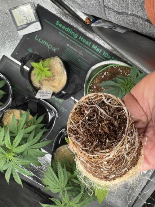 Sunset Sherbet Go Fast. Week 4