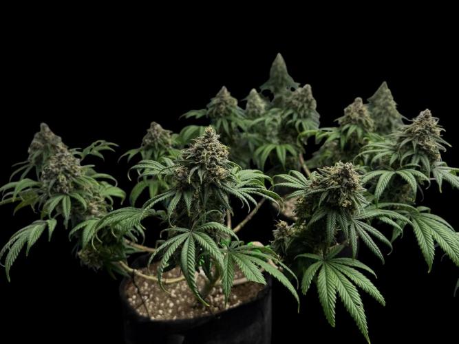 Animal Face. Week 18