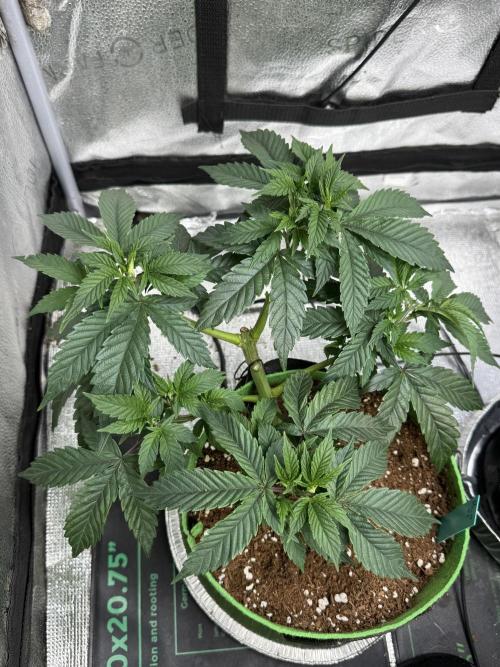 Gorilla Runtz #1. Week 9