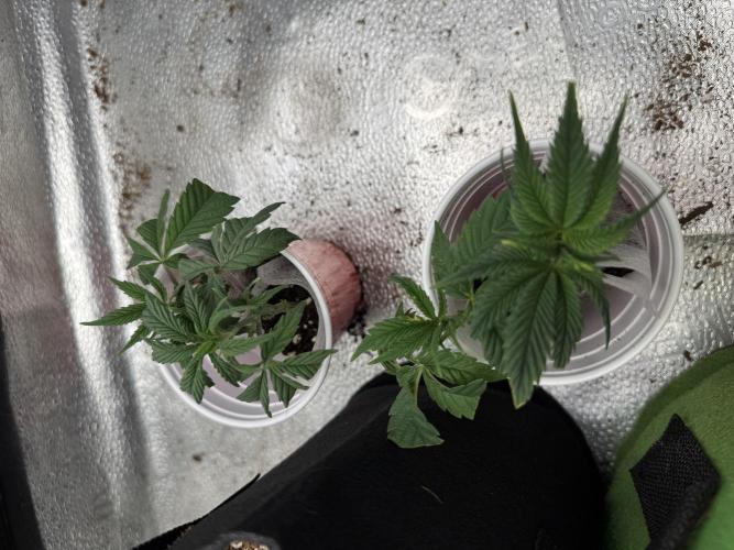 Gorilla Runtz #1. Week 9