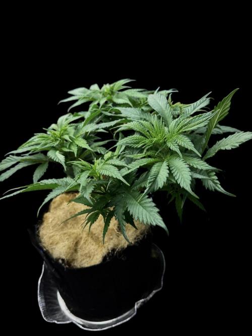 Cherry Punch F1. Week 9