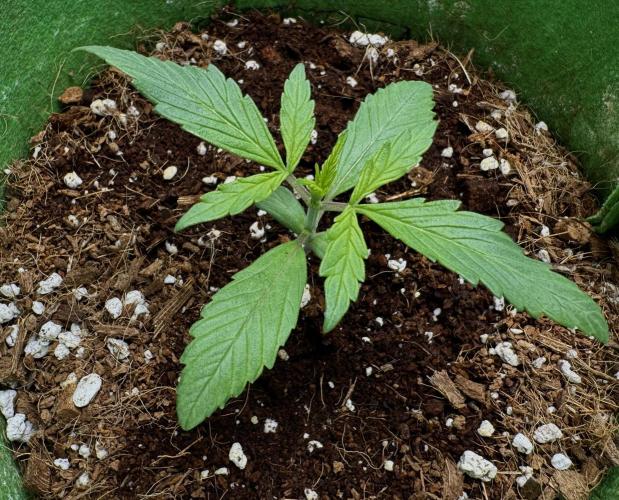 Izi Diesel Génétics Auto. Week 3