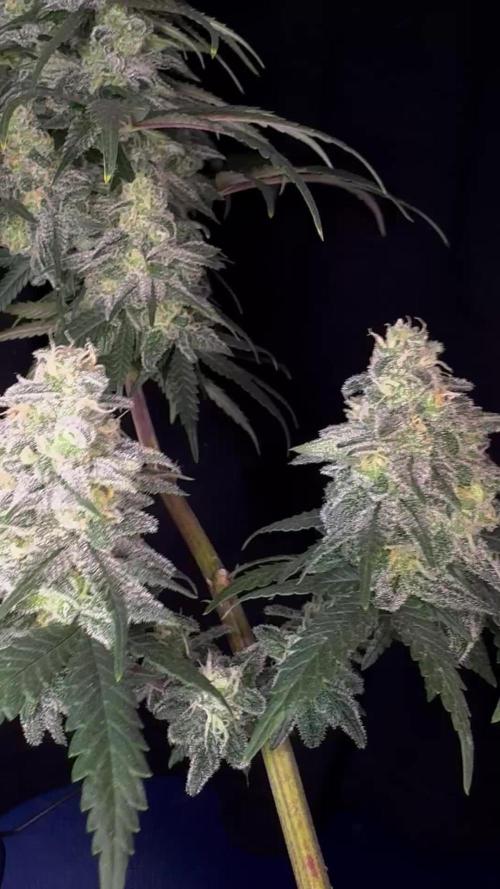 Divine Og Kush Bio