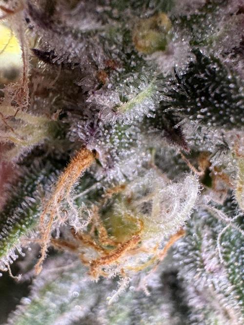 Divine Rapier. Week 16