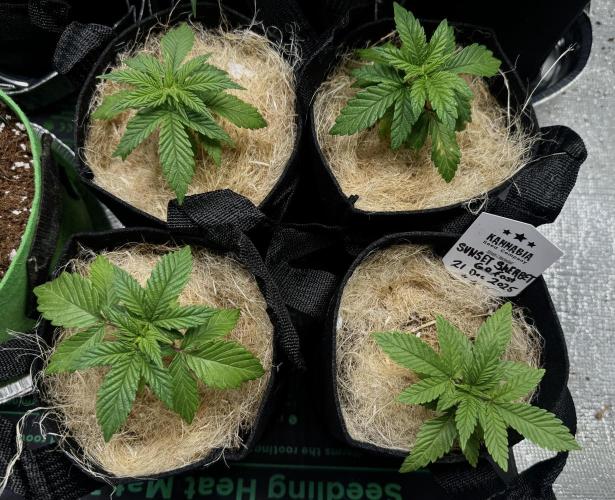 Sunset Sherbet Go Fast. Week 4