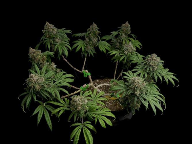 Animal Face. Week 19