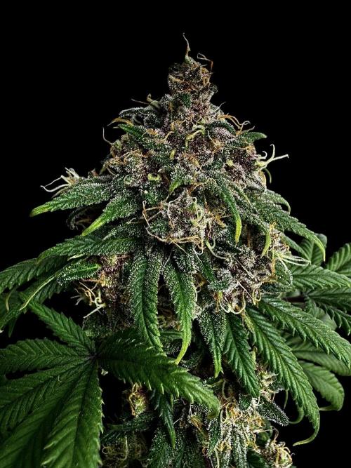 Animal Face. Week 19