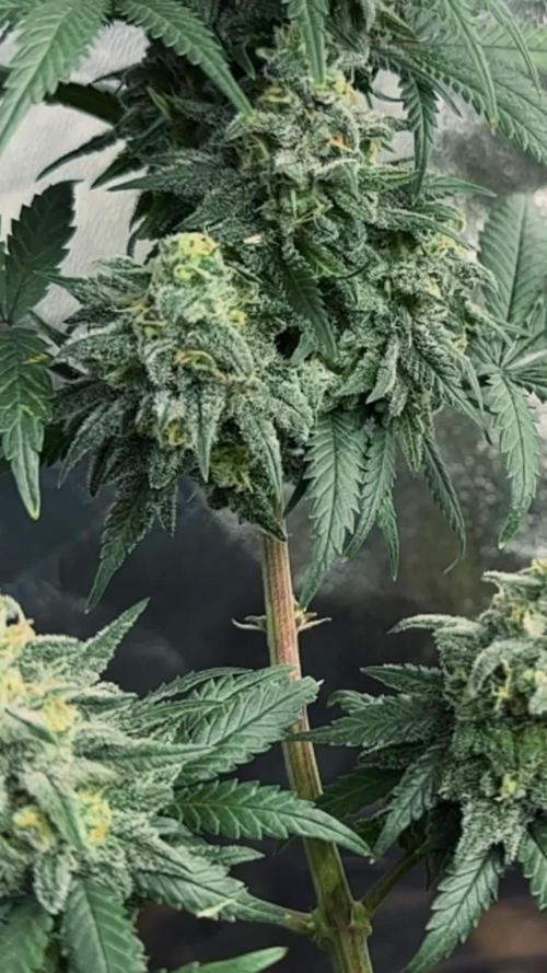 Divine Og Kush Bio