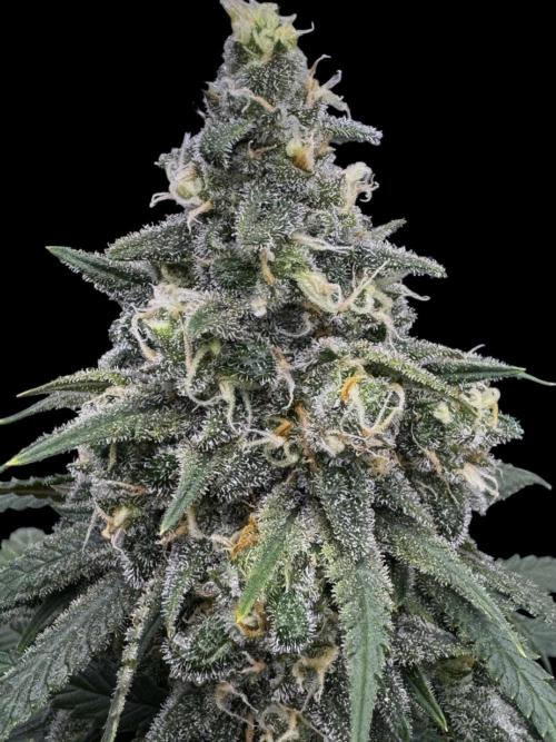 Divine Og Kush Bio. Week 16